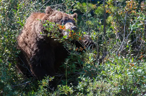 Urso Pardo Nas Montanhas Rochosas Canadenses — Fotografia de Stock