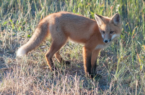 Rode Vos Het Wild — Stockfoto