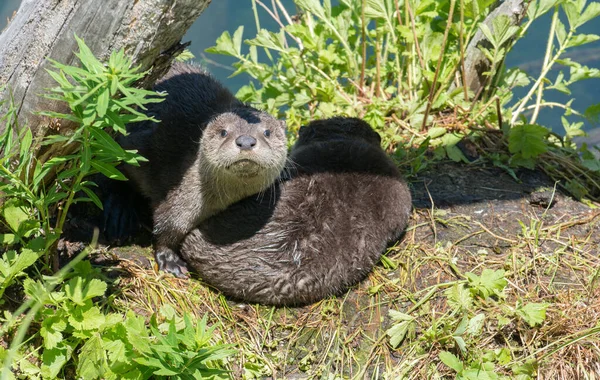 wild otters in wild nature