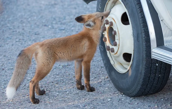 Rotfuchs Freier Wildbahn — Stockfoto