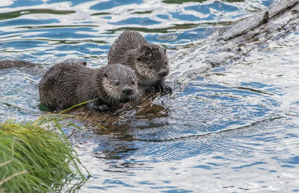 Loutres Sauvages Gros Plan Dans Nature — Photo