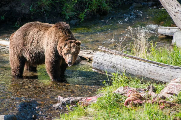 Orso Grizzly Nella Natura Selvaggia Parco Nazionale Yellowstone — Foto Stock