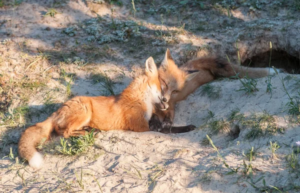 Cute Red Foxes Grass Park — Stock Photo, Image