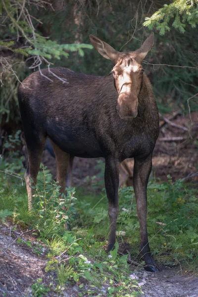 Elche Freier Wildbahn — Stockfoto