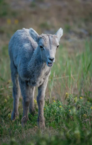 荒野中的大角羊 — 图库照片