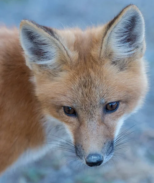 Mignon Renards Rouges Sur Herbe Parc — Photo