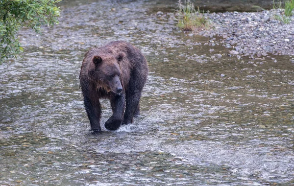 Orso Grizzly Natura — Foto Stock