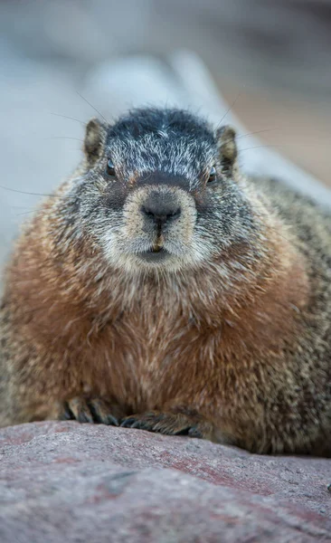 Closeup Marmot Wild Nature — Stock Photo, Image