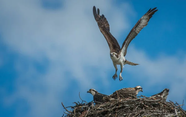 Osprey Ninho Natureza — Fotografia de Stock