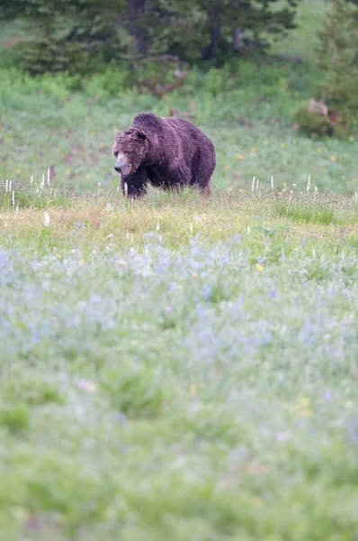 Urso Pardo Natureza Selvagem Parque Nacional Yellowstone — Fotografia de Stock