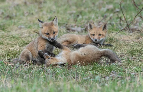 Söta Röda Rävar Gräs Vild Natur — Stockfoto