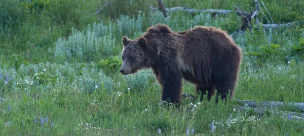 Grizzlybjörn Det Vilda — Stockfoto