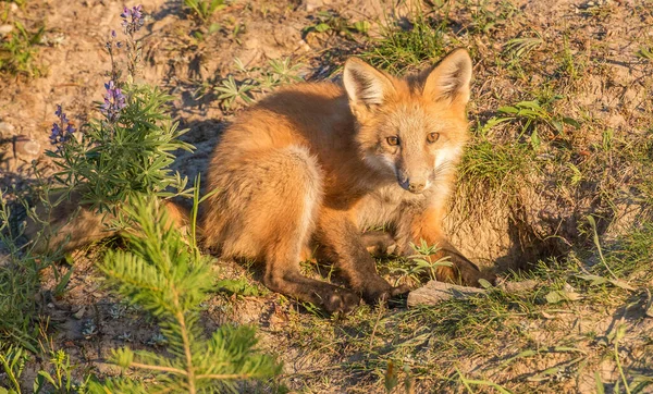 Carino Volpi Rosse Erba Natura Selvaggia — Foto Stock