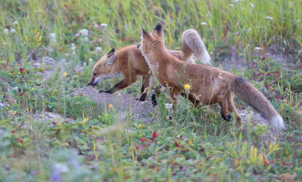 Mignon Renards Rouges Sur Herbe Parc — Photo