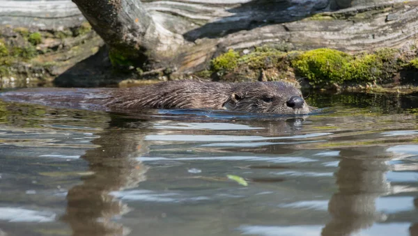 Closeup Wild Otter Nature — Stock Photo, Image