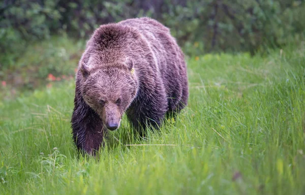 Niedźwiedź Grizzly Kanadyjskiej Dziczy — Zdjęcie stockowe