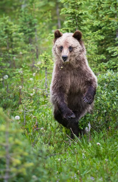 灰熊在野外的一年 — 图库照片