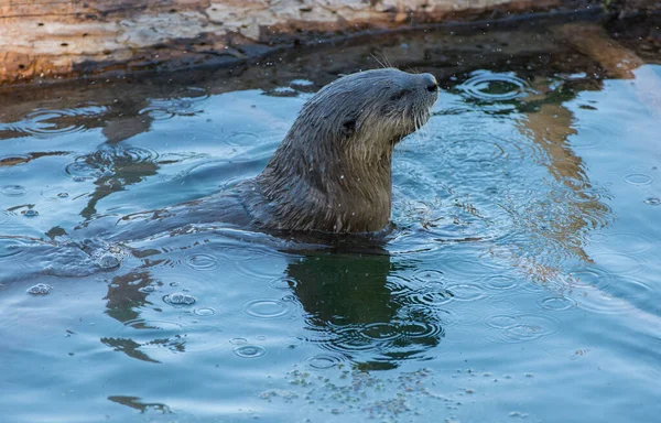 Loutres Sauvages Gros Plan Dans Nature — Photo