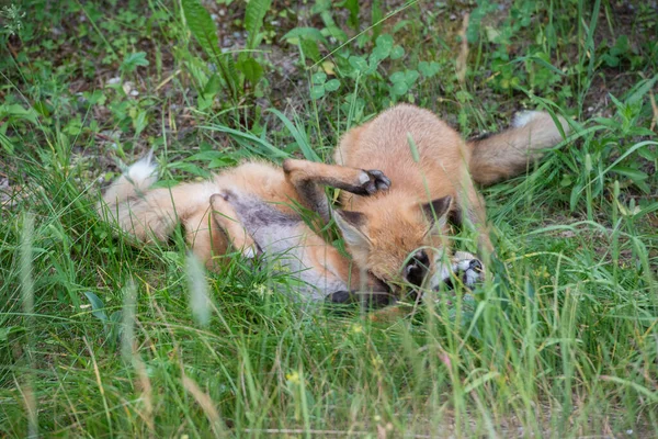 公園で草の上のかわいい赤いキツネ — ストック写真