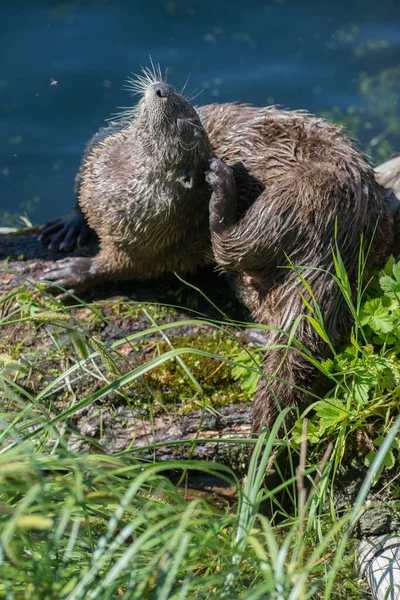 Loutres Sauvages Gros Plan Dans Nature — Photo