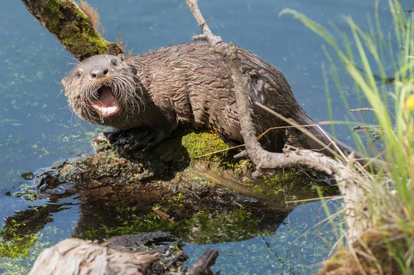 Lontra Rio Close Natureza Selvagem — Fotografia de Stock