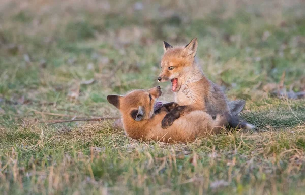 Red Fox Family Wild — Stock Photo, Image