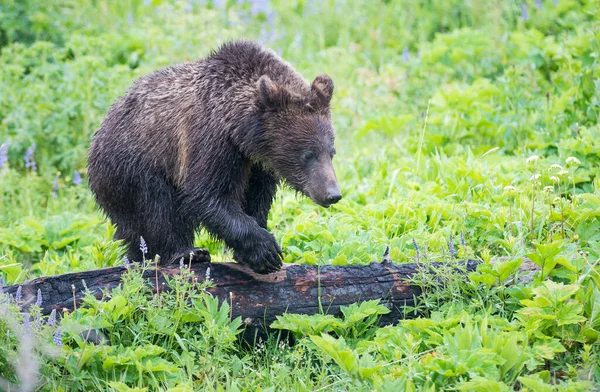 Griezelige Beer Het Wild — Stockfoto