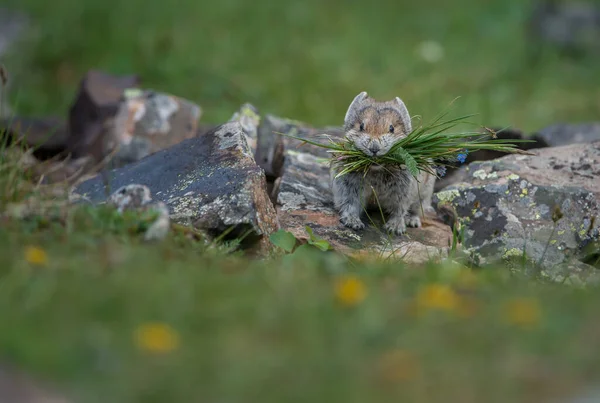 Pika Ameaçada Kananaskis Alberta Canadá — Fotografia de Stock