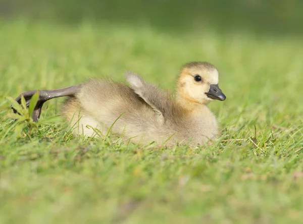 Gosling Dans Nature — Photo