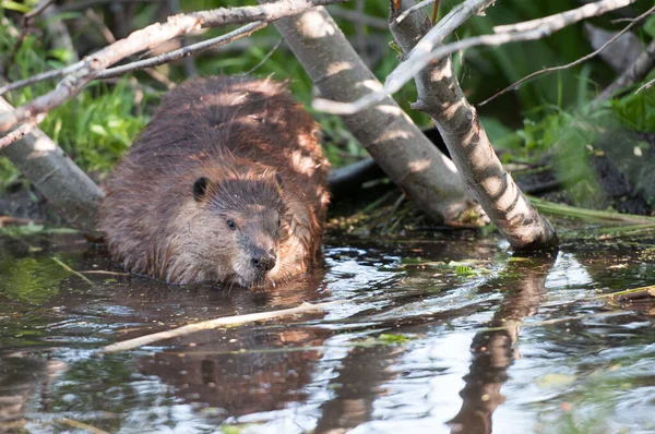 Bever Het Wild — Stockfoto