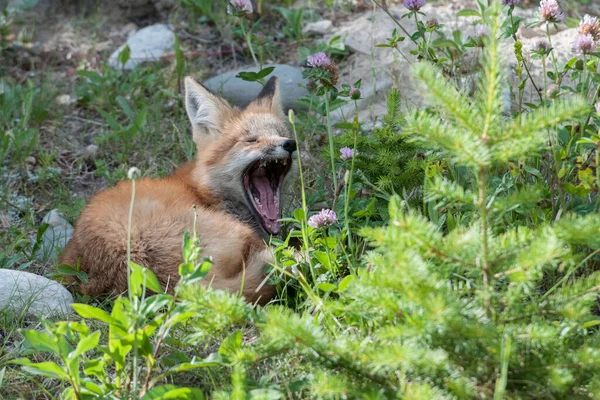 Raposa Vermelha Natureza — Fotografia de Stock