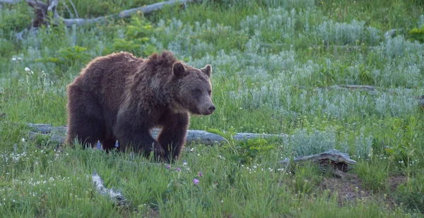 Grizzly Medve Vadonban — Stock Fotó