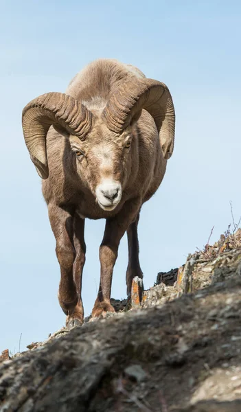 Bighorn Rams Wild — Stock Photo, Image