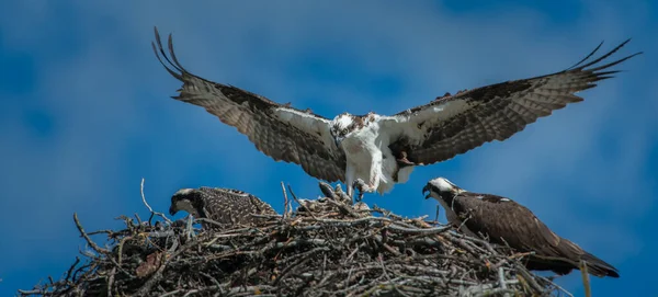 Fischadlernest Freier Wildbahn — Stockfoto