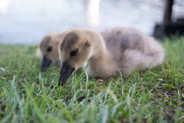 Goslings Natureza — Fotografia de Stock