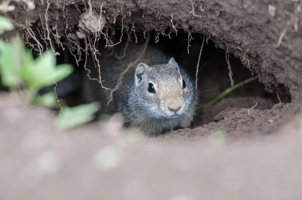 Gros Plan Sur Spermophile Dans Parc National Yellowstone — Photo