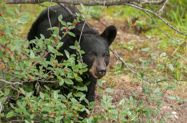 Orso Nero Natura — Foto Stock