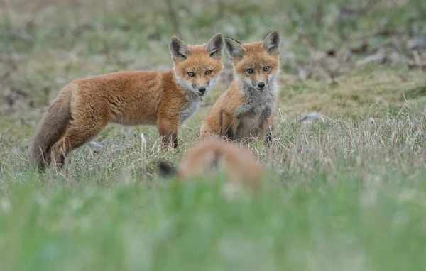 Raposas Vermelhas Bonitos Grama Natureza Selvagem — Fotografia de Stock