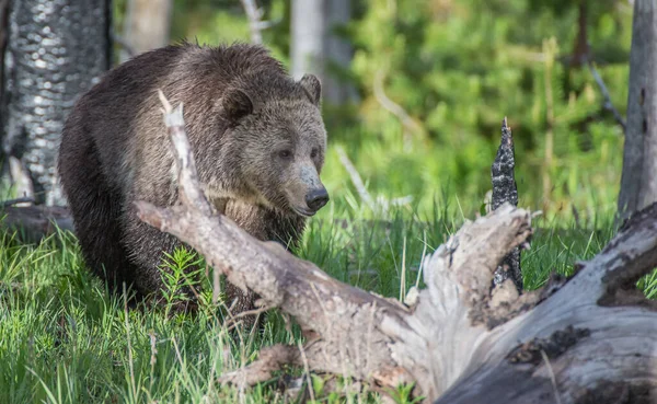 Urso Pardo Natureza — Fotografia de Stock