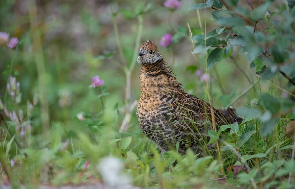 Sluitingen Van Korhoenders Wilde Natuur Canada — Stockfoto