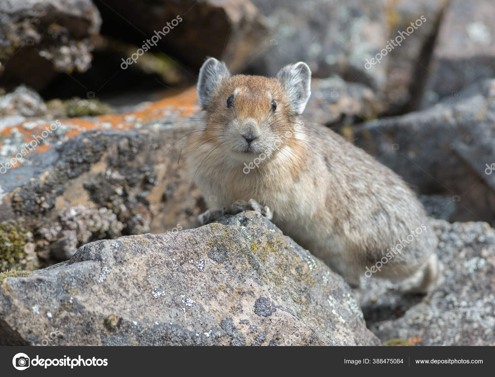 American pika Stock Photos, Royalty Free American pika Images | Depositphotos American pika Stock Photos, Royalty Free American pika Images | Depositphotos