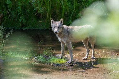 Kıyı kurdu nehirde balık tutuyor. 