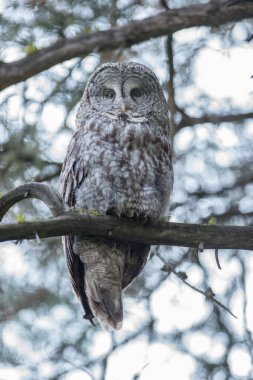 Büyük gri baykuş vahşi doğada, alberta, Kanada