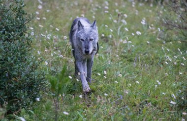 Siyah kurt vahşi doğada