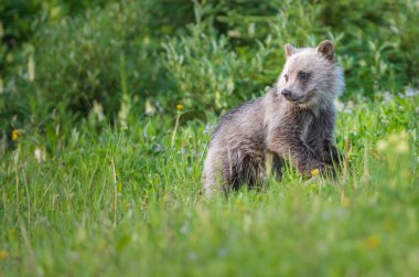 Vahşi doğada boz ayı