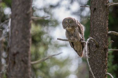 Büyük gri baykuş vahşi doğada, alberta, Kanada