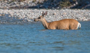 Vahşi doğada geyik