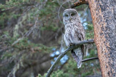Büyük gri baykuş vahşi doğada, alberta, Kanada
