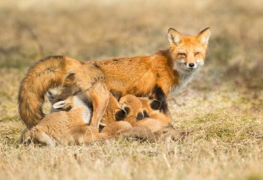 Kanada 'da Kızıl Tilki