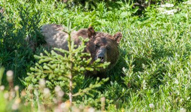 Vahşi doğada kahverengi boz ayı